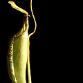 An upper pitcher.