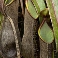 Dark pitchers.