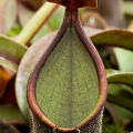 Dark pitcher.