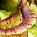 Flared peristome.