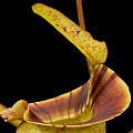 Flared peristome.