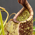 Lower pitchers are often beautiful.