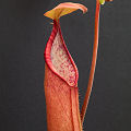 A red pitcher.