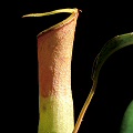 A pitcher from a young plant.