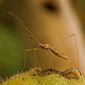 Crawling around on a sticky plant.