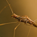 Crawling around on a sticky plant.