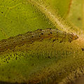 Heliothis virescens.