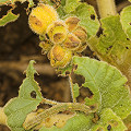 Heliothis virescens.