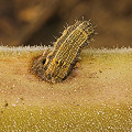 Heliothis virescens.