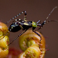 A single mature insect on an unfurling leaf.