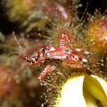 Why is it on a triggerplant in Western Australia?