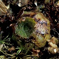 The leaves are tightly bound in a winter bud.