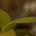 This plant is noteworthy for having glands on the leaf undersides, too.