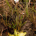 Typical, pale purple plant.