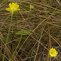 Flowers in wiregrass.