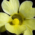 Straw-colored flower.