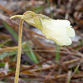 Cream white flower.