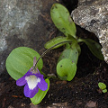 Pinguicula macroceras