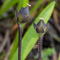 Elongate capsules.