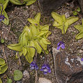 Plants and flowers.