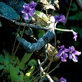 Several flowers.