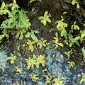 On a serpentine rock wall.