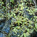 On a serpentine rock wall.