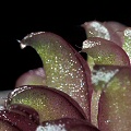 A nice perspective of an emerging leaf.