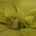 The center of a leaf rosette.