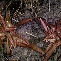 Long, narrow, reddish leaves are typical.