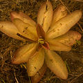 Submerged plant.