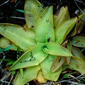 Greenish plants, something of a rarity.