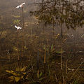 Submerged plants.