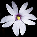 Typical flower.