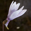 Typical flower.