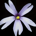 Typical flower.