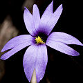 Purple flower.