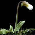 Plant in bud.