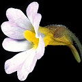 Flower.