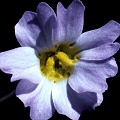 A monstrose flower with extra petals, etc.