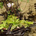 In a stream.