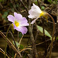 Two flowers.