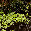 A raft of plants.
