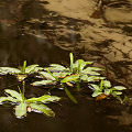 Floating, weakly rooted.