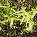 In Sphagnum.