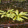 Floating plants.