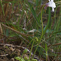 A graceful little plant.