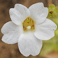 Very pale flowers.