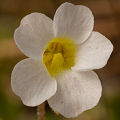 White flower.