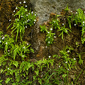 Plants in the wild.
